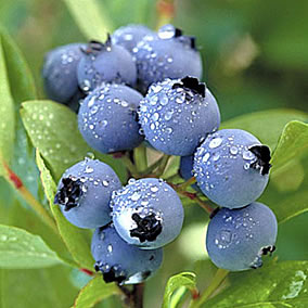 Blueberries